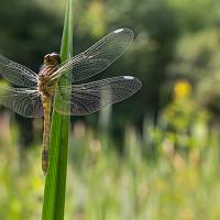 immature Ruddy Darter 